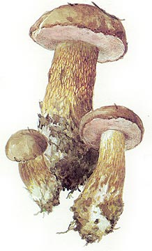 Желчный гриб (ложнобелый)